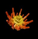 Ember Lily Seed