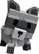 Raccoon